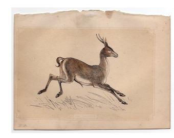Grabado de GACELA c. 1853 • Estampa antigua original • Litografía de animales pequeños • Estampa de Bicknell • Estampa de ciervo • Estampa de rumiante