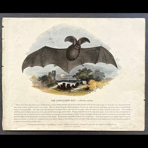 c. 1845 LONG EARED BAT engraving - original antique bat print - Halloween decor - Chiroptera - chauve souris print - Vampire bat