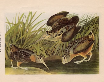 c. 1950 STAMPA DI UCCELLO BECCACCIA - litografia originale d'epoca - stampa Audubon - uccelli d'America