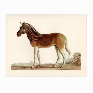 May include: An antique print of a quagga, a now-extinct equine species. The illustration depicts the animal in profile, showcasing its brown body, striped head and neck, and white legs. The background is a simple landscape.
