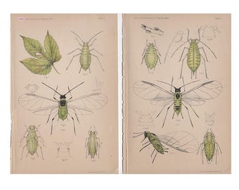 Litografías de piojos de plantas, c. 1888 • Juego de 2 grabados antiguos originales • Grabados de insectos • Grabados de insectos - Enfermedad de cultivos - Plantas de lúpulo