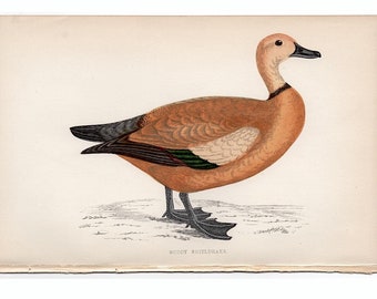 c. 1867 RUDDY SHIELDRAKE lithograph • original antique print • Morris bird print • duck print • waterfowl • wading bird • ruddy shelduck
