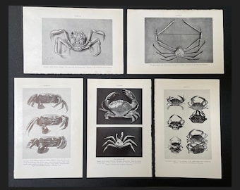 c. 1934 CRAB lithographs • set of 5 original vintage prints • marine life prints - ocean prints - sea life prints • crustacean prints