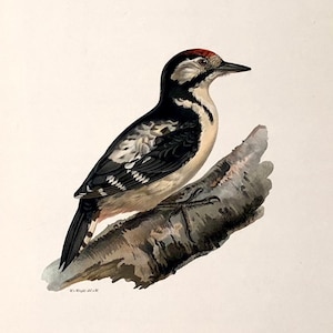 c. 1924 WOODPECKER lithograph • original antique print - hand colored bird print • Wright Swedish ornithology • Great Spotted Woodpecker
