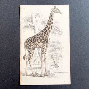 c. 1839 GIRAFFE CAMELEOPARD engraving • original antique print • hand colored engraving • African animal • Safari animal print •