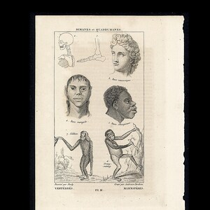 May include: A black and white vintage scientific print titled BIMANES et QUADRUMANES featuring anatomical sketches of a human skull, foot, and various human and primate heads and full-body figures labeled with text including Race mongole and Gibbon.