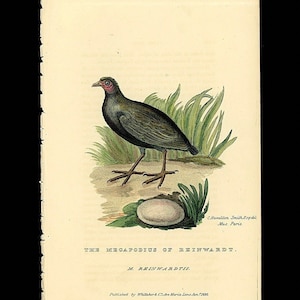 c. 1829 ORANGE FOOTED SCRUBFOWL engraving • original antique prints • hand colored engraving  • bird print from Cuvier •