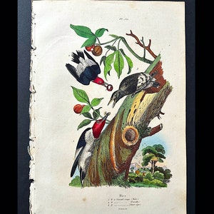 c. 1835 WOODPECKERS engraving • original antique print • hand colored • botanical print • bats print • Guerin exotic nature print