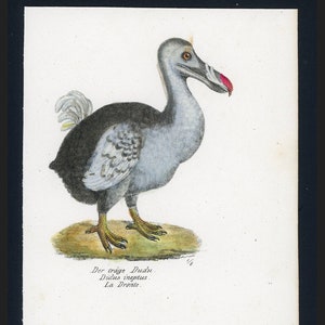 May include: A vintage illustration of a Dodo bird, a flightless bird native to Mauritius, with a gray and black plumage, a red beak, and yellow feet. The illustration is titled "Der trage Dudu. Didus ineptus. La Dronte."
