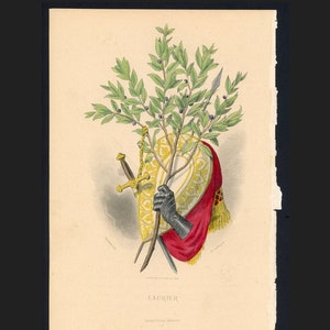 ok. 1867 r. grawerunek KWIAT LAURU • oryginalny, zabytkowy wydruk • wydruk botaniczny • wydruk botaniczny • z Les Fleurs Animees autorstwa Grandville •