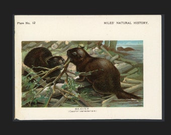 c. Litografia de CASTOR de 1895 • impressão antiga original • impressão litográfica de animal roedor - castor canadensis - castor norte-americano