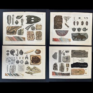 c. 1878 FOSSIL lithographs • set of 4 original antique prints • prehistoric life • fossil animals • prehistoric organisms • extinct animals