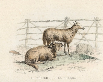 1840 動物彫刻 2 個セット、ムフロン、ラム、羊、羊肉、オリジナルの