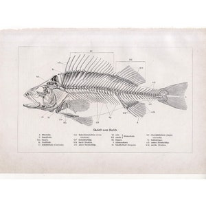 c. 1882 FISH SKELETON llithograph • original antique print • fish print • fish anatomy print • with descriptive tissue overlay