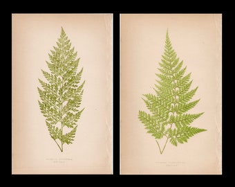 c. 1872 FERN lithographs • set of 2 original antique prints • Lowe botanical print • green ferns print • fern frond print • fern print