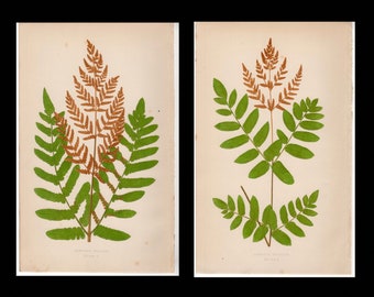c. 1872 FERN lithographs • set of 2 original antique prints • Lowe botanical print • green ferns print • fern frond print • fern print