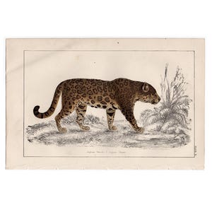 c. 1856 JAGUAR print • original antique print • South American animal • tropical animal • hand colored •  Panthera onca • bend in paper