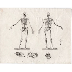 c. 1809 SKELETAL SYSTEM engraving • original antique print • human anatomy • medical illustration • skeleton print • front & back bones