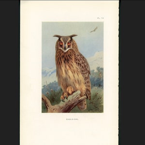 c. 1926 EAGLE OWL lithograph - original vintage print - ornithology - bird of prey print • antique owl print - nocturnal bird print
