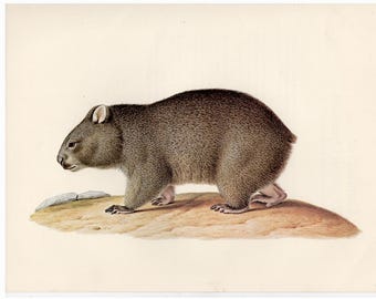 VINTAGE WOMBAT lithograph c. 1970 • original vintage print • Australian animal • marsupial print