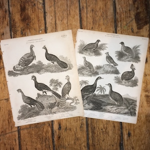 c. 1819 GAME BIRDS engravings • set of 2 original antique prints - ornithology prints • land birds • partridge turkey