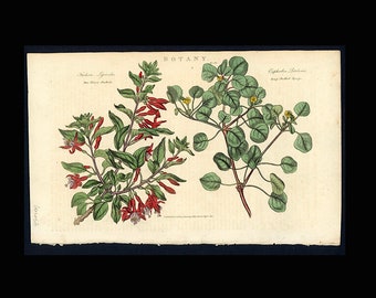 c. 1810 FUCHSIA & SPURGE engraving • original antique print • botanical print • botany print • flowers print