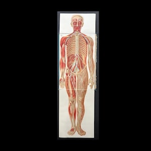 INTERACTIVE! c. 1902 FEMALE ANATOMY lithograph • original antique print • medical illustration • human anatomy print • muscles & veins