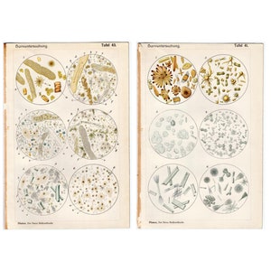 c. 1902 URINALYSIS prints • original antique prints • microscopic view • medical laboratory • microscopic cell • urine crystals • set of 2