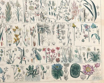 GRASSES c. 1843 ANTIQUE BOTANY print • original antique print - Oken botanical print - plant print - flower print - botanical illustration