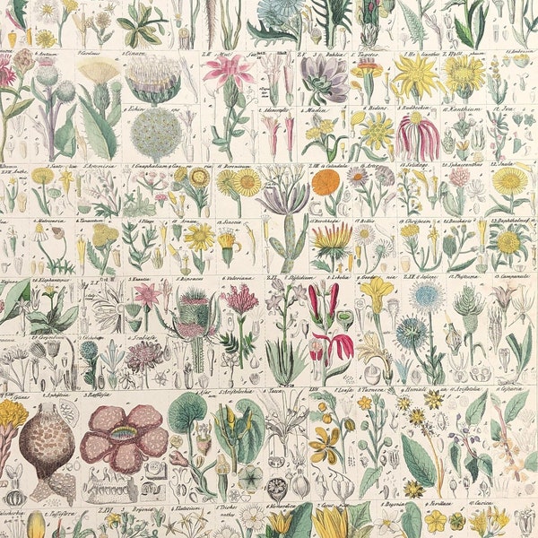c. 1843 ANTIQUE BOTANY lithograph • original antique print - Oken plant print - botanical illustration • artichoke Rafflesia aster burdock