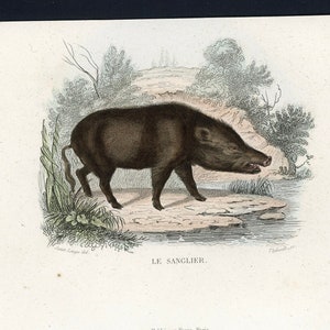 c. 1837 WILD BOAR print • original antique print • wild pig print • Buffon animal print • wild swine •  Eurasian wild pig • swine print