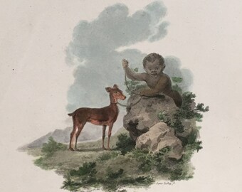 c. 1800 STAMPA CERVO TOPO CHEVROTAIN • stampa antica originale • stampa animale antica • storia naturale antica • illustrazione animale • illustrazione animale •