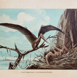 rare! c. 1902 PTERODACTYL lithograph - extinct animal print - antique print - dinosaur pterosaur - flying reptile of the Jurassic Period