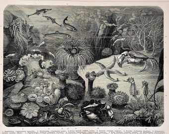 c. 1903 OCEAN AQUARIUM lithograph - original antique print - marine life - crab seahorse anemone starfish - underwater ocean scene - rare!