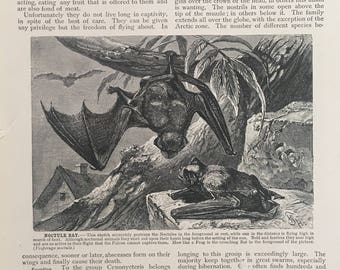 20th C. VINTAGE BAT PRINT - original vintage engraving - print of bats for Halloween decor - noctule bat
