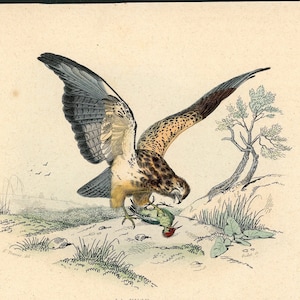 c. 1837 BUZZARD eating a bird engraving • original antique print  • hawklike bird of prey •