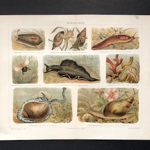 c. 1894 SLUGS & SNAILS lithograph •  original antique print •  antique animal print • sea slug nudibranch
