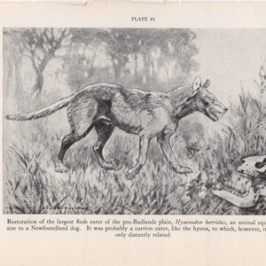 c. 1934 PREHISTORIC ANIMAL lithograph - hyaenodon horridus print - vintage extinct animal print - Smithsonian Museum - dinosaur