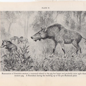 c. 1934 PREHISTORIC ANIMAL lithograph - entelodon mortoni print - vintage extinct animal print - Smithsonian Museum - dinosaur - wild pig