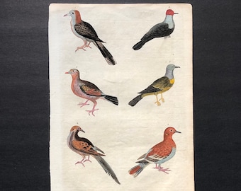 c. 1785 MARTYN BIRD engraving - original antique print • ornithology print • hand colored • doves print • antique bird print