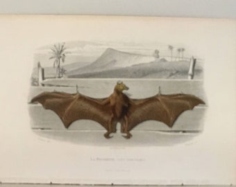BAT アンティーク プリント c. 1850年 - オリジナルのアンティーク彫刻 - 珍しい手彩色のフランス翼手目 - トラヴィエス作「ラ・ルセット」 - ハロウィン用！