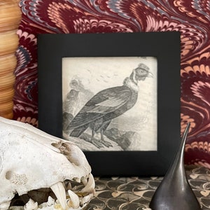 c. 1855 VULTURE framed print • original antique print • bird of prey print • vulture sprint •