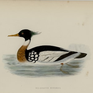 c. 1870 RED BREASTED MERGANSER print • original antique print • birds print • ornithology print • Morris bird print • hand colored engraving