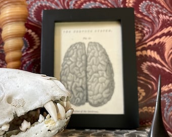c. 1884 small framed BRAIN print • original antique print • human anatomy print • medical illustration • vintage Halloween decoration