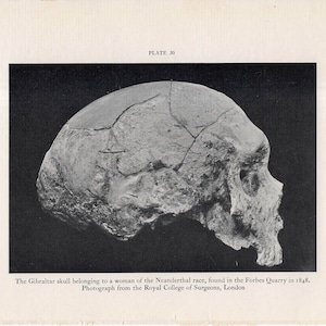 May include: Black and white photograph of a fossilized human skull. The skull is cracked and shows signs of age. The image is labeled "The Gibraltar skull belonging to a woman of the Neanderthal race, found in the Forbes Quarry in 1848. Photograph from the Royal College of Surgeons, London."