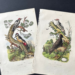 c. 1835 WOODPECKERS engravings • set of 2 original antique prints • hand colored • bird prints • Guerin exotic nature prints