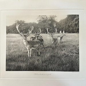 May include: A black and white photographic print featuring a herd of fallow deer standing in a grassy field with trees in the background. The print is mounted on a white mat board with the text Fallow bucks in a park printed at the bottom.