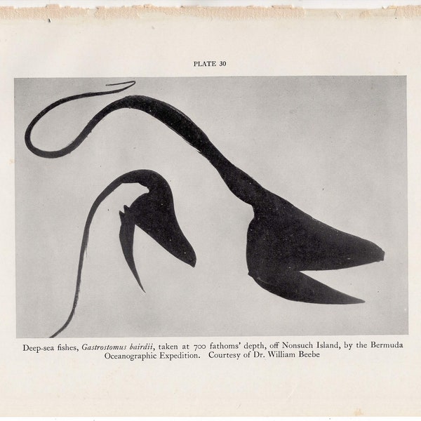 c. 1934 DEEP SEA FISHES lithograph - original vintage print - vintage fish print - gastrostomus bairdii •