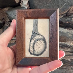 TINY! FRAMED TESTICLE print c. 1926 - original antique print • human anatomy print • viagra • male sexual organs • scrotum • testis • gonad