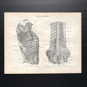 c. 1894 NERVOUS SYSTEM print - original antique anatomy lithograph no. 2 - medical print - human anatomy print